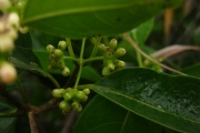<strong>Morinda forsteri - Birnbaum Philippe - 1426</strong><br />© Ramon, Laurence